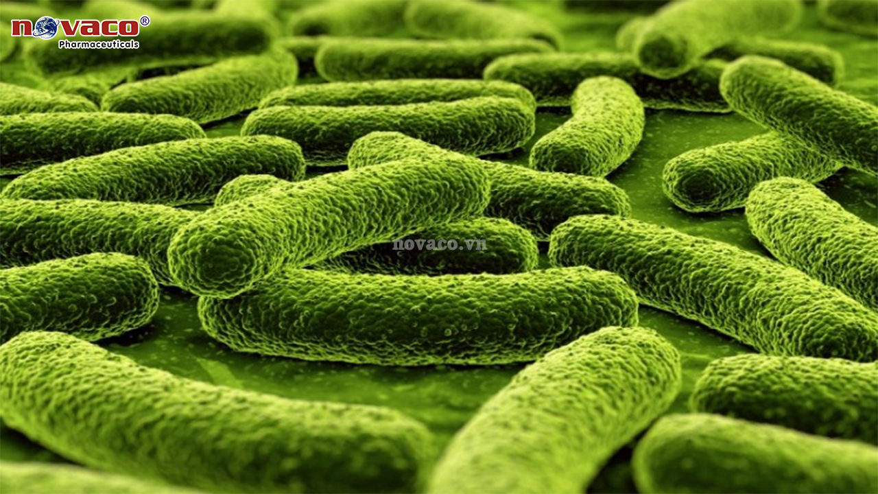 Bifidobacterium lactis (1x10^10 CFU/g)