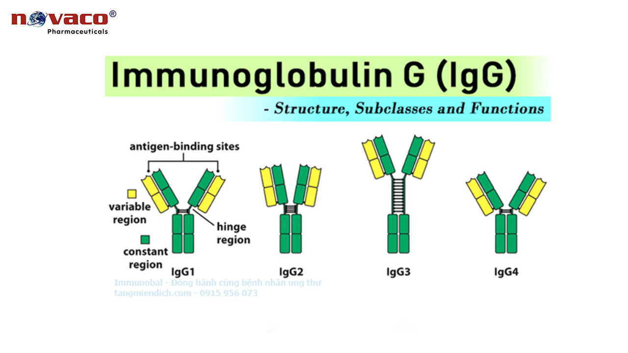 IgG (Immunoglobuline G)