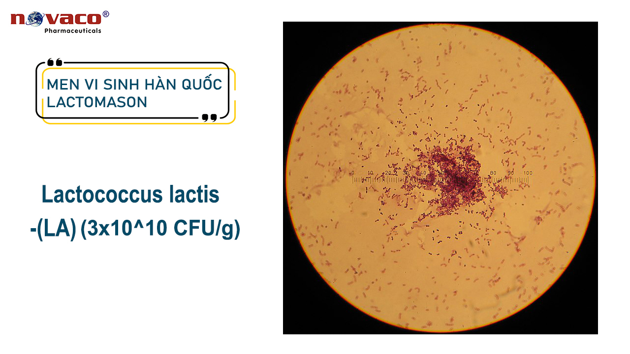 Lactococcus lactis LA (3x10^10 CFU/g)