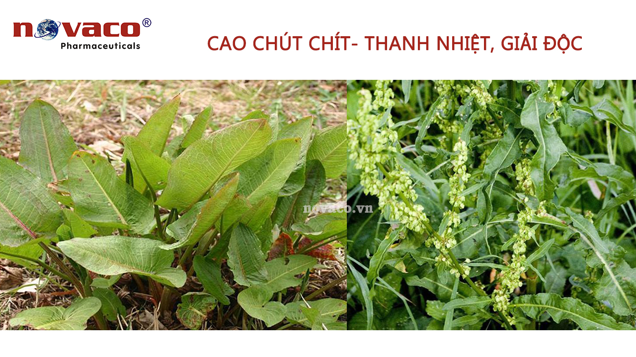 Cao Chút chít - Cao Dược liệu Novaco