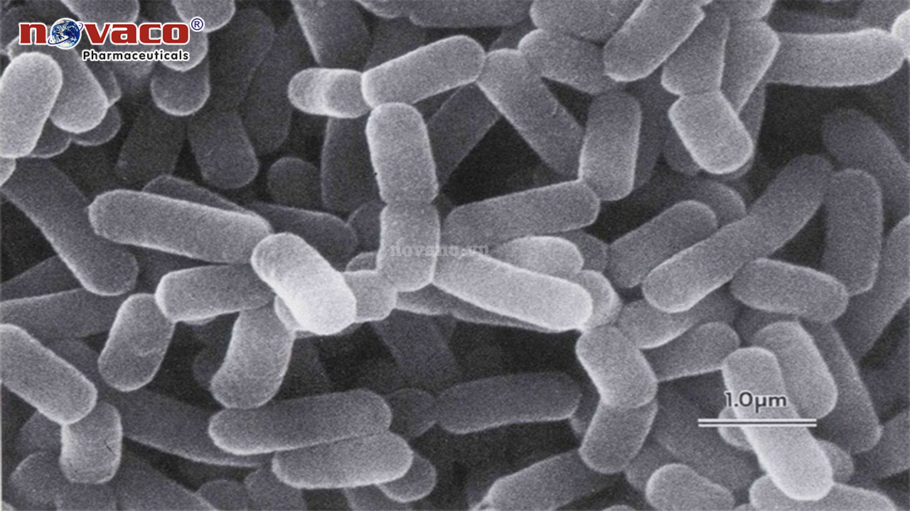 Lactobacillus Casei 3x10^10CFU/g