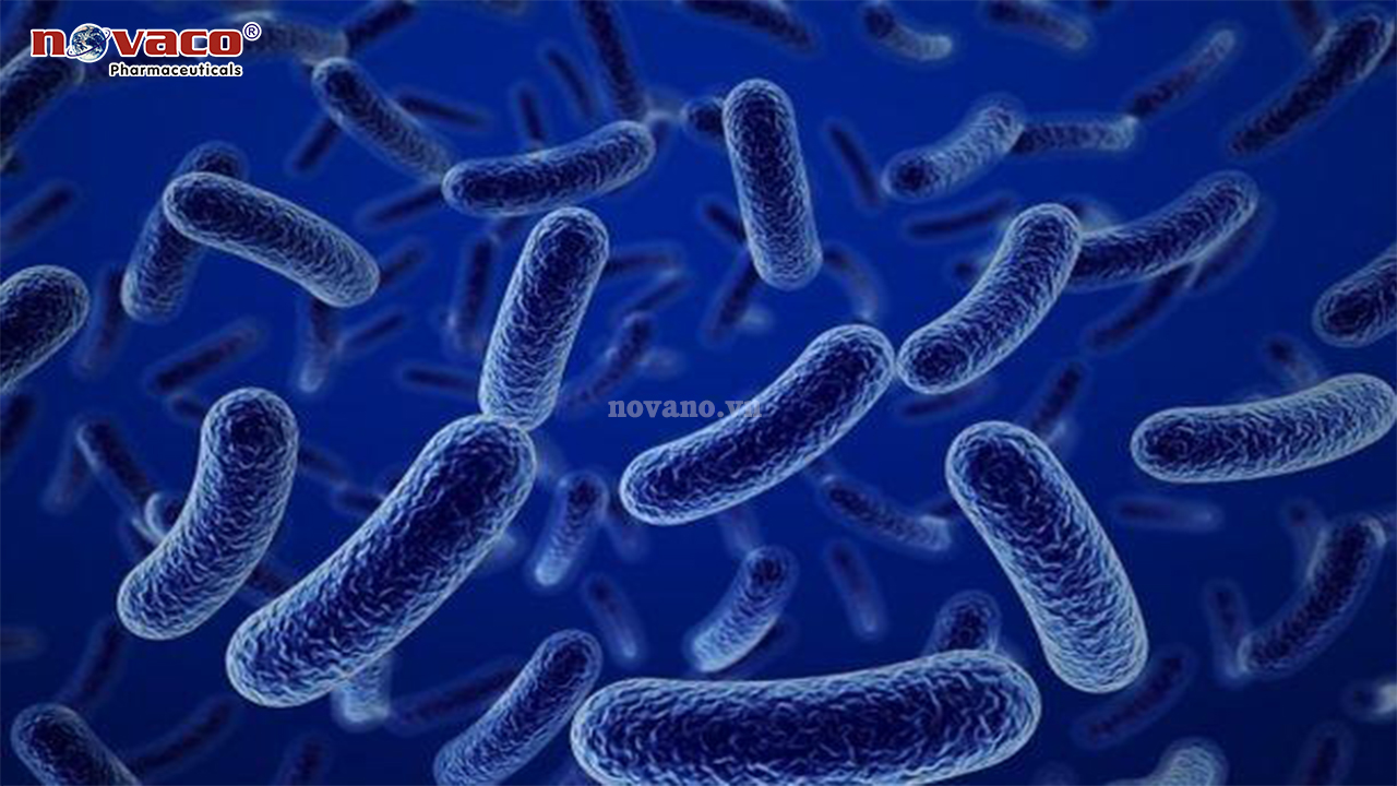 Men Bacillus clausii 3x10^10 CFU/g