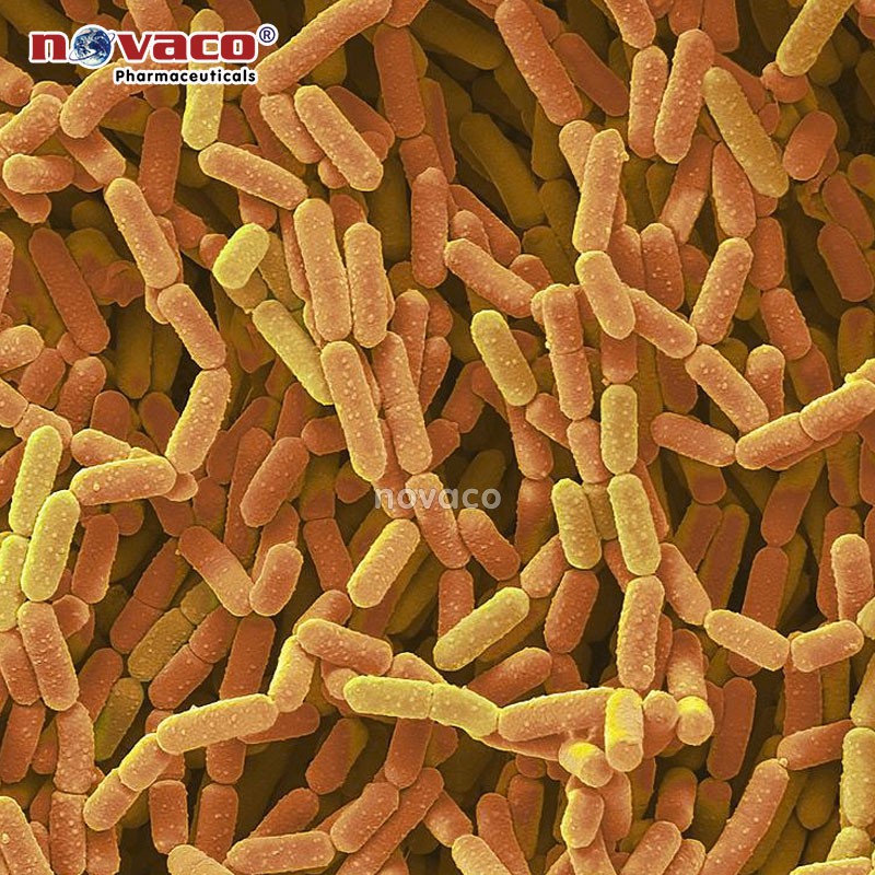 Lactobacillus Rhamnosus 3x10^10 CFU/g